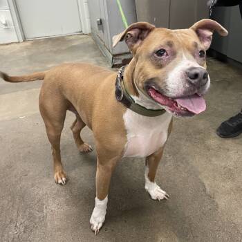 Rescue Mixed Breed Dogs for Adoption in Melbourne, Kentucky - Alexander | PetCurious