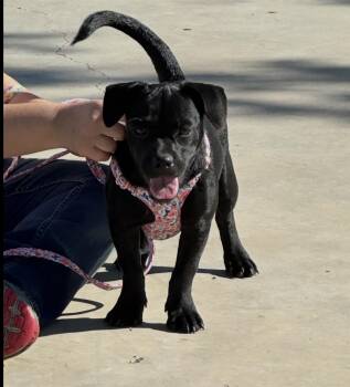 Bailey -  French Bulldog and Chiweenie Dog for Adoption in Sealy, Texas - Bailey | PetCurious