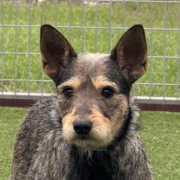Paloma -  Terrier Dog for Adoption in Hondo, Texas - Paloma | PetCurious