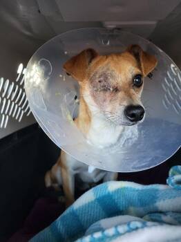 Chihuahua Dogs Available for Adoption in Pittsburgh, Pennsylvania - Roody | PetCurious