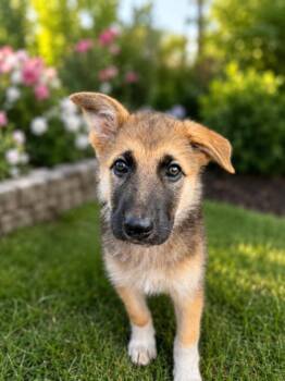 Taya -  German Shepherd Dog Dog for Adoption in Seattle, Washington - Taya | PetCurious