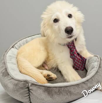 Downy -  Great Pyrenees Dog for Adoption in Fredericksburg, Virginia - Downy | PetCurious