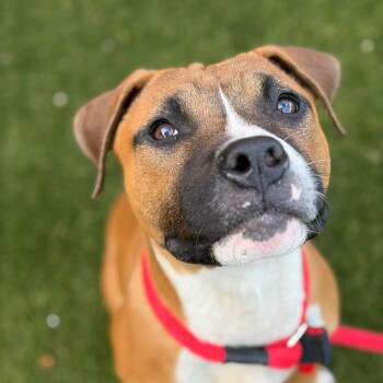 Pit Bull Terrier Dogs Available for Adoption in Philadelphia, Pennsylvania - Mr Mann | PetCurious