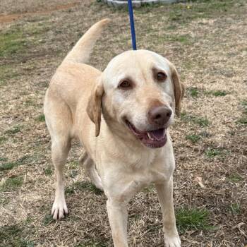 Labrador Retriever Dogs Available for Adoption - Magnolia | PetCurious