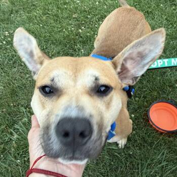Theo -  Mixed Breed Dog for Adoption in Oak Park, Michigan - Theo | PetCurious