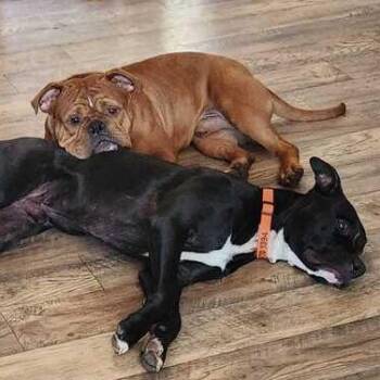 Red -  American Bulldog and Mixed Breed Dog for Adoption in Turlock, California - Red | PetCurious