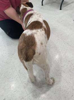Mixed Breed Dogs Available for Adoption in Hobbs, New Mexico - Muffin | PetCurious