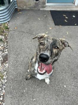 Rescue Mixed Breed Dogs for Adoption in Kitchener, Ontario - Floki | PetCurious