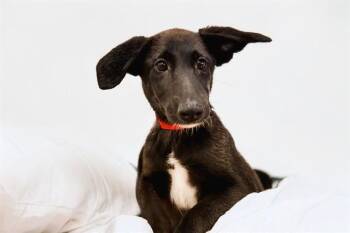 German Shepherd Dog and Mixed Breed Dogs Available for Adoption in Fort Lauderdale, Florida - WILLOW | PetCurious