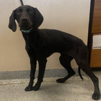 Hound Dogs Available for Adoption - Janice | PetCurious