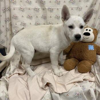 A614664 -  Siberian Husky and Mixed Breed Dog for Adoption in Modesto, California - A614664 | PetCurious