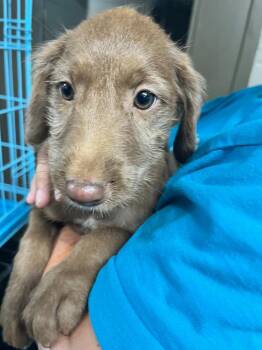 Wren -  Labrador Retriever and Terrier Dog for Adoption in Hopkinsville, Kentucky - Wren | PetCurious