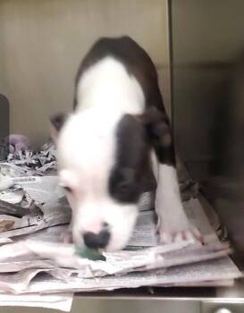 MYA -  Pit Bull Terrier and Mixed Breed Dog Available for Adoption in St. Louis, Missouri - MYA | PetCurious