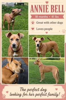 Annie Bell -  Labrador Retriever and Boxer Dog for Adoption in Jackson, Tennessee - Annie Bell | PetCurious
