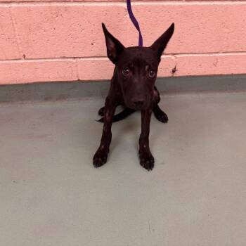 Danielle -  Mixed Breed Dog for Adoption in Memphis, Tennessee - Danielle | PetCurious