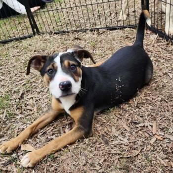 Mixed Breed Dogs Available for Adoption in Hopkinton, Massachusetts - Dante | PetCurious