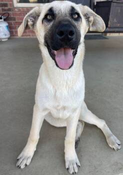 Anatolian Shepherd Dogs Available for Adoption in Larkspur, Colorado - Stormy | PetCurious