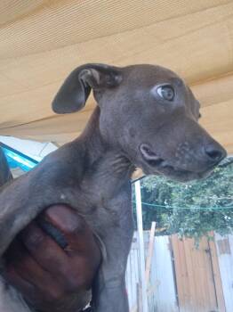 Cersei -  Labrador Retriever Dog for Adoption in Houston, Texas - Cersei | PetCurious