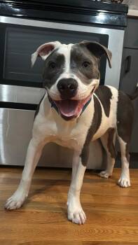 Dallas -  Mixed Breed Dog for Adoption in New York, New York - Dallas | PetCurious