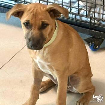 Retriever and Labrador Retriever Dogs Available for Adoption in Washington, District Of Columbia - Lil Brownie | PetCurious