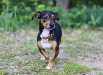 Miss Holla in NH. Come Meet our Adoptable Dogs Wednesday-Saturda -  Dachshund Dog for Adoption in Manchester, New Hampshire - Miss Holla In NH. Come Meet Our Adoptable Dogs Wednesday-Saturda | PetCurious