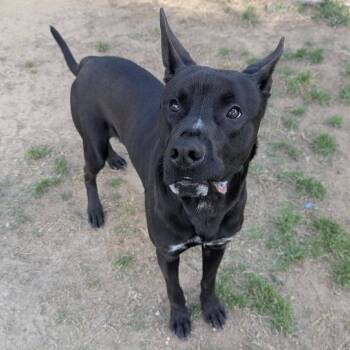 BUZZ  Available NOW - ADOPTION or RESCUE! -  Mixed Breed Dog Available for Adoption in Nashville, North Carolina - BUZZ  Available NOW - ADOPTION Or RESCUE! | PetCurious