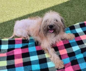 Biscuit -  Mixed Breed Dog for Adoption in Athens, Georgia - Biscuit | PetCurious