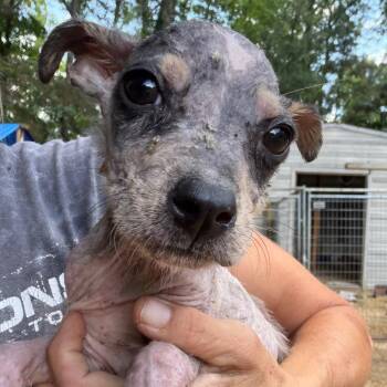 igor -  Catahoula Leopard Dog Dog Available for Adoption in Parrish, Alabama - Igor | PetCurious