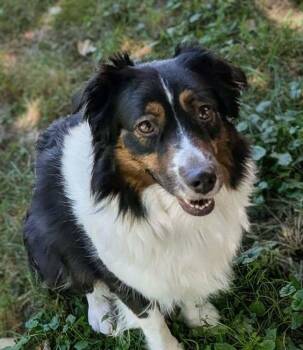 Jessie #5242 -  Australian Shepherd Dog for Adoption in Ontario, California - Jessie #5242 | PetCurious