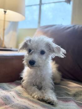 Rescue Poodle Dogs for Adoption in Tucson, Arizona - Scooter | PetCurious
