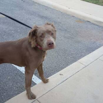 Retriever Dogs Available for Adoption in Williston, Vermont - Nina | PetCurious