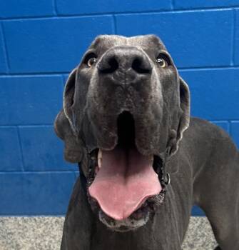 Great Dane Dogs Available for Adoption in Golden, Colorado - Axle | PetCurious