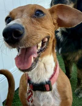 Ethel -  Chiweenie Dog for Adoption in Brookfield, Wisconsin - Ethel | PetCurious