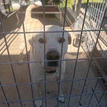 Murphy -  Yellow Labrador Retriever Dog for Adoption in Columbus, North Carolina - Murphy | PetCurious