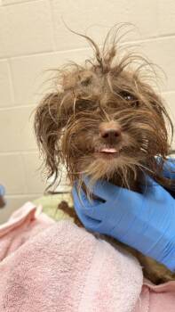 Macy -  Poodle and Mixed Breed Dog for Adoption in Westland, Michigan - Macy | PetCurious
