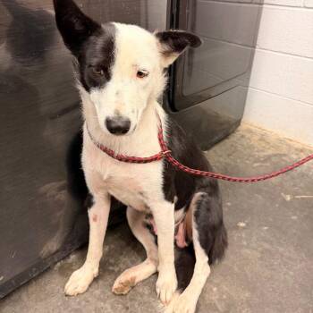 Border Collie Dogs Available for Adoption in Evensville, Tennessee - Rosanne | PetCurious
