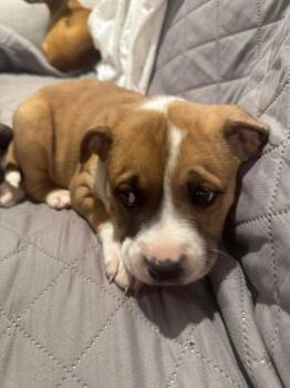 Boxer and Pit Bull Terrier Dogs Available for Adoption - OLIVE | PetCurious