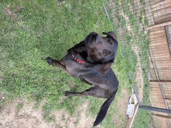 Labrador Retriever Dogs Available for Adoption in Stahlstown, Pennsylvania - Hopper | PetCurious