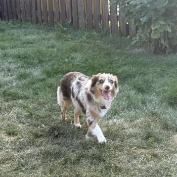 Hogan -  Australian Shepherd Dog for Adoption in Minneapolis, Minnesota - Hogan | PetCurious
