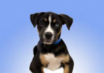 Labrador Retriever and Mixed Breed Dogs Available for Adoption - DAVID | PetCurious