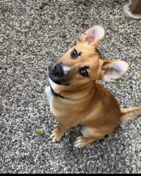 Boxer and Husky Dogs Available for Adoption in Roseville, California - Timmy | PetCurious