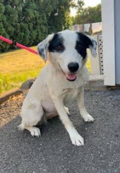 Nell -  Border Collie Dog for Adoption in Yakima, Washington - Nell | PetCurious