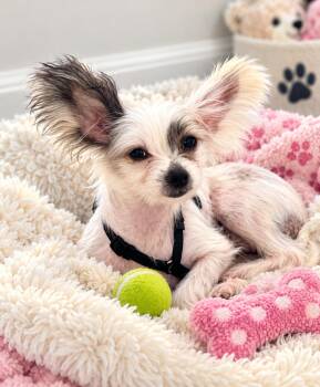 My little Sunshine -  Chinese Crested Dog Dog for Adoption in Fort Myers Beach, Florida - My Little Sunshine | PetCurious
