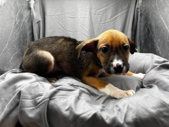 PABST -  Boxer and Beagle Dog Available for Adoption in Grovetown, Georgia - PABST | PetCurious