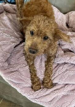 Poodle Dogs Available for Adoption - Tiger | PetCurious