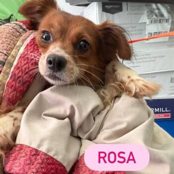 Chihuahua and Terrier Dogs Available for Adoption in Tampa, Florida - Rosa | PetCurious