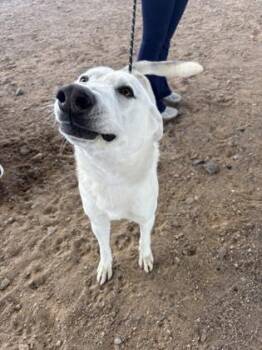 Cloud* -  Shepherd and Mixed Breed Dog for Adoption in El Paso, Texas - Cloud* | PetCurious