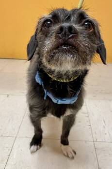 Rescue Pug and Terrier Dogs for Adoption in Joshua Tree, California - CHUCKWAGON (CHUCK) | PetCurious