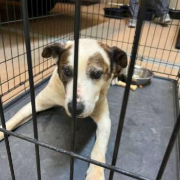 Holly Pond -  Mixed Breed Dog for Adoption in Gadsden, Alabama - Holly Pond | PetCurious