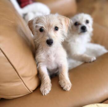 Poodle and Yorkie Poo Dogs Available for Adoption in Puyallup, Washington - Belinda | PetCurious